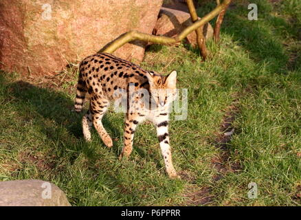 Afrikanische Serval (Leptailurus serval) zu Fuß in Richtung der Kamera Stockfoto