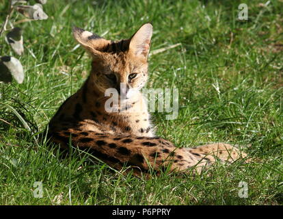 Afrikanische Serval (Leptailurus serval) Stockfoto