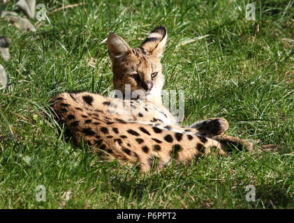 Afrikanische Serval (Leptailurus serval) Stockfoto