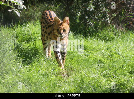 Afrikanische Serval (Leptailurus serval) zu Fuß in Richtung der Kamera Stockfoto