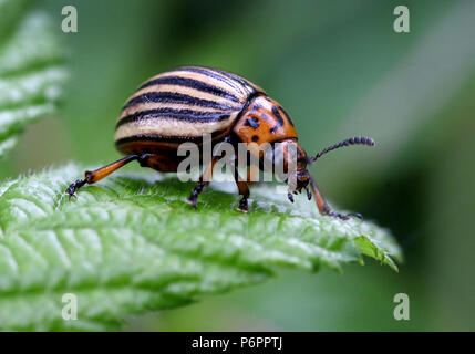 Colorado Kartoffel Käfer (Leptinotarsa Decemlineata) eine schädlichsten invasiven Arten in Europa Stockfoto