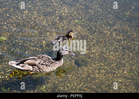 Eine Mutter Ente mit ihren Entlein schwimmen in einem Teich im Sommer, Hyde Park, London, UK Stockfoto