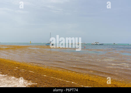 Punta Cana, Dominikanische Republik - 24. Juni 2018: sargassum Algen auf dem beaytiful Ocean Beach in Playa Bavaro, Punta Cana, das Ergebnis der globalen Erwärmung Klimawandel. Stockfoto