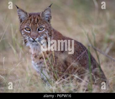 Elkton, Oregon, USA. 1. Juli 2018. Eine wilde Bobcat sitzt, während man durch eine Wiese auf einem Hügel in der Nähe von Aschau im ländlichen Western Oregon. Die Wildkatze erschien beiläufig auf der Jagd nach Nagetieren im Feld zu sein als die Dämmerung fiel. Credit: Robin Loznak/ZUMA Draht/Alamy leben Nachrichten Stockfoto