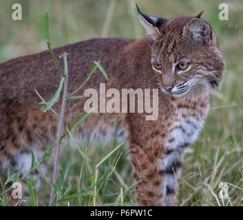 Elkton, Oregon, USA. 1. Juli 2018. Eine wilde bobcat Spaziergänge durch eine Wiese auf einem Hügel in der Nähe von Aschau im ländlichen Western Oregon. Die Wildkatze erschien beiläufig auf der Jagd nach Nagetieren im Feld zu sein als die Dämmerung fiel. Credit: Robin Loznak/ZUMA Draht/Alamy leben Nachrichten Stockfoto