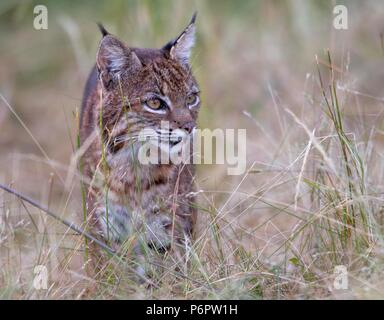 Elkton, Oregon, USA. 1. Juli 2018. Eine wilde bobcat Spaziergänge durch eine Wiese auf einem Hügel in der Nähe von Aschau im ländlichen Western Oregon. Die Wildkatze erschien beiläufig auf der Jagd nach Nagetieren im Feld zu sein als die Dämmerung fiel. Credit: Robin Loznak/ZUMA Draht/Alamy leben Nachrichten Stockfoto