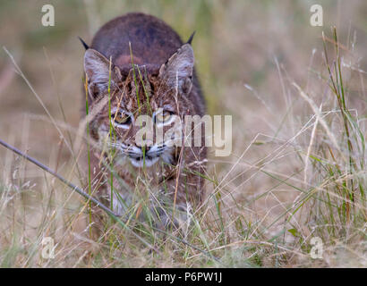 Elkton, Oregon, USA. 1. Juli 2018. Eine wilde bobcat Spaziergänge durch eine Wiese auf einem Hügel in der Nähe von Aschau im ländlichen Western Oregon. Die Wildkatze erschien beiläufig auf der Jagd nach Nagetieren im Feld zu sein als die Dämmerung fiel. Credit: Robin Loznak/ZUMA Draht/Alamy leben Nachrichten Stockfoto