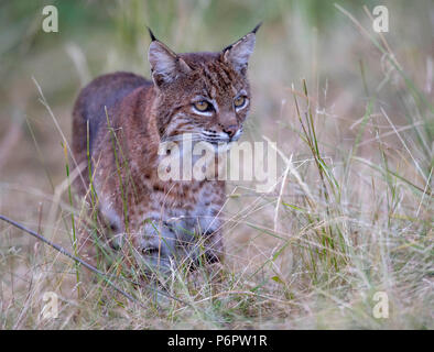 Elkton, Oregon, USA. 1. Juli 2018. Eine wilde bobcat Spaziergänge durch eine Wiese auf einem Hügel in der Nähe von Aschau im ländlichen Western Oregon. Die Wildkatze erschien beiläufig auf der Jagd nach Nagetieren im Feld zu sein als die Dämmerung fiel. Credit: Robin Loznak/ZUMA Draht/Alamy leben Nachrichten Stockfoto