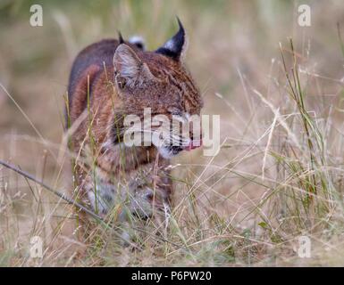 Elkton, Oregon, USA. 1. Juli 2018. Eine wilde Bobcat leckt seine Lippen, als es durch eine Wiese, auf einem Hügel in der Nähe von Aschau im ländlichen Westoregon Spaziergänge. Die Wildkatze erschien beiläufig auf der Jagd nach Nagetieren im Feld zu sein als die Dämmerung fiel. Credit: Robin Loznak/ZUMA Draht/Alamy leben Nachrichten Stockfoto