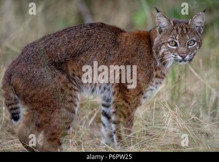 Elkton, Oregon, USA. 1. Juli 2018. Eine wilde bobcat Spaziergänge durch eine Wiese auf einem Hügel in der Nähe von Aschau im ländlichen Western Oregon. Die Wildkatze erschien beiläufig auf der Jagd nach Nagetieren im Feld zu sein als die Dämmerung fiel. Credit: Robin Loznak/ZUMA Draht/Alamy leben Nachrichten Stockfoto