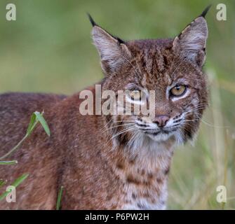 Elkton, Oregon, USA. 1. Juli 2018. Eine wilde bobcat Spaziergänge durch eine Wiese auf einem Hügel in der Nähe von Aschau im ländlichen Western Oregon. Die Wildkatze erschien beiläufig auf der Jagd nach Nagetieren im Feld zu sein als die Dämmerung fiel. Credit: Robin Loznak/ZUMA Draht/Alamy leben Nachrichten Stockfoto