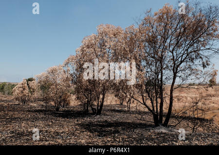 Kibbuz Beeri, Israel. 2. Juli 2018. Die Folgen der Brandstiftung eine Welle des palästinensischen Terrorismus, die jetzt in seinem vierten Monat gehen, offensichtlich ist in der Nähe des Kibbuz Beeri, in der eshkol Regional Council, in der Nähe des Gazastreifens. Brandbomben und Sprengstoff werden aus dem Gazastreifen in Israel durch Art und Weise der fliegenden Drachen und Helium gefüllte Ballone geliefert. Etwa 40 Quadratkilometer des landwirtschaftlichen Feldern und Wald Land in Brand gesetzt worden. Stockfoto