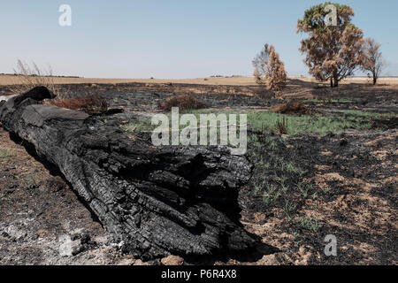 Kibbuz Beeri, Israel. 2. Juli 2018. Die Folgen der Brandstiftung eine Welle des palästinensischen Terrorismus, die jetzt in seinem vierten Monat gehen, offensichtlich ist in der Nähe des Kibbuz Beeri, in der eshkol Regional Council, in der Nähe des Gazastreifens. Brandbomben und Sprengstoff werden aus dem Gazastreifen in Israel durch Art und Weise der fliegenden Drachen und Helium gefüllte Ballone geliefert. Etwa 40 Quadratkilometer des landwirtschaftlichen Feldern und Wald Land in Brand gesetzt worden. Stockfoto