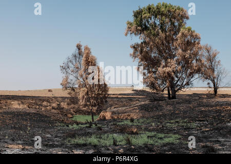 Kibbuz Beeri, Israel. 2. Juli 2018. Die Folgen der Brandstiftung eine Welle des palästinensischen Terrorismus, die jetzt in seinem vierten Monat gehen, offensichtlich ist in der Nähe des Kibbuz Beeri, in der eshkol Regional Council, in der Nähe des Gazastreifens. Brandbomben und Sprengstoff werden aus dem Gazastreifen in Israel durch Art und Weise der fliegenden Drachen und Helium gefüllte Ballone geliefert. Etwa 40 Quadratkilometer des landwirtschaftlichen Feldern und Wald Land in Brand gesetzt worden. Stockfoto