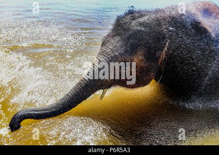 Whipsnade, Bedfordshire, Großbritannien. 2. Juli 2018. In Großbritannien Hitzewelle. Sam die 3 Jahre alte asiatische Elefanten kühlt in der Elefant Bad in Whipsnade Zoo, Bedfordshire, Großbritannien auch weiterhin durch die längste Hitzewelle seit 1976 mit Temperaturen gesetzt bis 85 F (29 C) Für den achten Tag in Folge zu gehen - und die Hitze wird erwartet, für einen Monat zu bleiben. Foto von Andrew Parsons/Parsons Media Ltd. Stockfoto