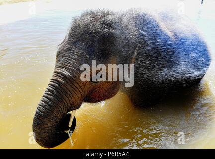 Whipsnade, Bedfordshire, Großbritannien. 2. Juli 2018. In Großbritannien Hitzewelle. Sam die 3 Jahre alte asiatische Elefanten kühlt in der Elefant Bad in Whipsnade Zoo, Bedfordshire, Großbritannien auch weiterhin durch die längste Hitzewelle seit 1976 mit Temperaturen gesetzt bis 85 F (29 C) Für den achten Tag in Folge zu gehen - und die Hitze wird erwartet, für einen Monat zu bleiben. Foto von Andrew Parsons/Parsons Media Ltd. Stockfoto