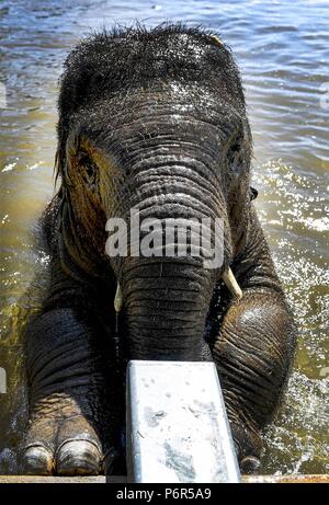 Whipsnade, Bedfordshire, Großbritannien. 2. Juli 2018. In Großbritannien Hitzewelle. Sam die 3 Jahre alte asiatische Elefanten kühlt in der Elefant Bad in Whipsnade Zoo, Bedfordshire, Großbritannien auch weiterhin durch die längste Hitzewelle seit 1976 mit Temperaturen gesetzt bis 85 F (29 C) Für den achten Tag in Folge zu gehen - und die Hitze wird erwartet, für einen Monat zu bleiben. Foto von Andrew Parsons/Parsons Media Ltd. Stockfoto