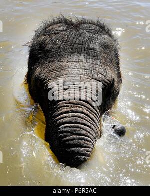 Whipsnade, Bedfordshire, Großbritannien. 2. Juli 2018. In Großbritannien Hitzewelle. Sam die 3 Jahre alte asiatische Elefanten kühlt in der Elefant Bad in Whipsnade Zoo, Bedfordshire, Großbritannien auch weiterhin durch die längste Hitzewelle seit 1976 mit Temperaturen gesetzt bis 85 F (29 C) Für den achten Tag in Folge zu gehen - und die Hitze wird erwartet, für einen Monat zu bleiben. Foto von Andrew Parsons/Parsons Media Ltd. Stockfoto