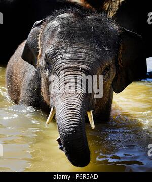 Whipsnade, Bedfordshire, Großbritannien. 2. Juli 2018. In Großbritannien Hitzewelle. Sam die 3 Jahre alte asiatische Elefanten kühlt in der Elefant Bad in Whipsnade Zoo, Bedfordshire, Großbritannien auch weiterhin durch die längste Hitzewelle seit 1976 mit Temperaturen gesetzt bis 85 F (29 C) Für den achten Tag in Folge zu gehen - und die Hitze wird erwartet, für einen Monat zu bleiben. Foto von Andrew Parsons/Parsons Media Ltd. Stockfoto