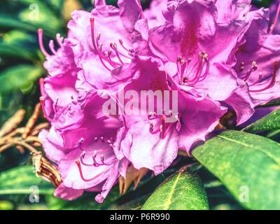 Rhododendron Indicum Azalee Bonsai Baum in der pflanzmaschine Garten. Stilisierte kleiner Baum in bloosom. Stockfoto