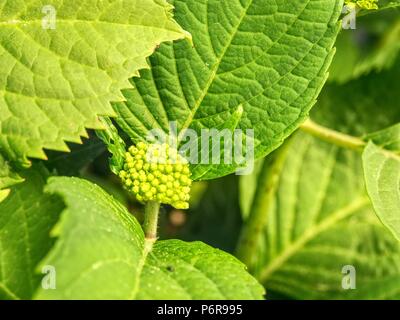 Grüne Blätter der Hortensie mit Regentropfen. Ansicht von der Seite. Frühling Blumen auf Zweig mit grünen Blättern. Gartenbau und Floristik bush Viburnum in Garde Stockfoto