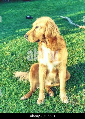 Jungen Golden Retriever ist entspannend auf Rasen im Park. Süße retriever draußen sitzen und in die Abendsonne Stockfoto