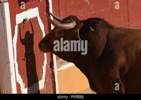 Soria, Spanien. 01. Juli, 2018. Ein "Torrestrella" Ranch kämpfende Bullen bei einem Stierkampf im 'La Chata - Stierkampfarena in Soria, im Norden von Spanien. Credit: Jorge Sanz/Pacific Press/Alamy leben Nachrichten Stockfoto