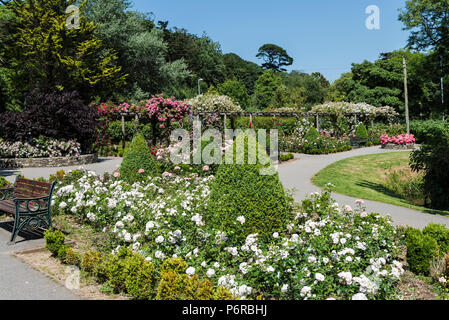 Rosen in voller Blüte in der preisgekrönten Rose Garden in Trenance Park in Newquay in Cornwall. Stockfoto