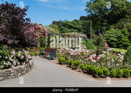 Rosen in voller Blüte in der preisgekrönten Rose Garden in Trenance Park in Newquay in Cornwall. Stockfoto