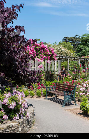 Rosen in voller Blüte in der preisgekrönten Rose Garden in Trenance Park in Newquay in Cornwall. Stockfoto