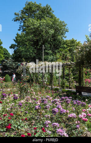 Eine Pergola in Climbing Roses im preisgekrönten Rose Garden in Trenance Park in Newquay in Cornwall abgedeckt. Stockfoto