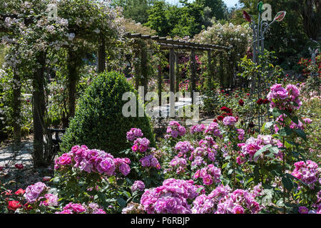 Eine Pergola in Climbing Roses im preisgekrönten Rose Garden in Trenance Park in Newquay in Cornwall abgedeckt. Stockfoto