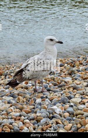 Junge Möwe auf Kiesstrand, Brighton, UK. Stockfoto