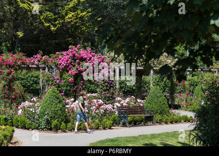 Rosen in voller Blüte in der preisgekrönten Rose Garden in Trenance Park in Newquay in Cornwall. Stockfoto