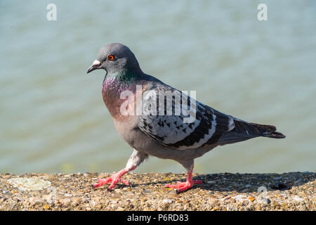 Rock Taube (Columba livia) Marina wand Lincoln GROSSBRITANNIEN. Stockfoto