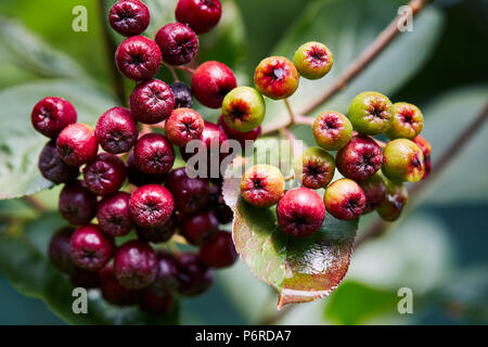 Unreife Aronia Beeren (Aronia melanocarpa, schwarze Apfelbeere) wächst im Garten. Aronia Beeren Anfang Farbe zu drehen. Stockfoto