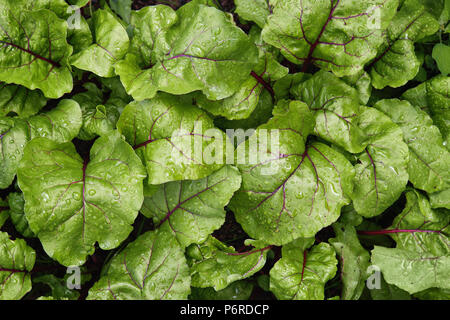 Grüne junge Blätter der roten Beete im Garten wächst, aus der Nähe. Stockfoto