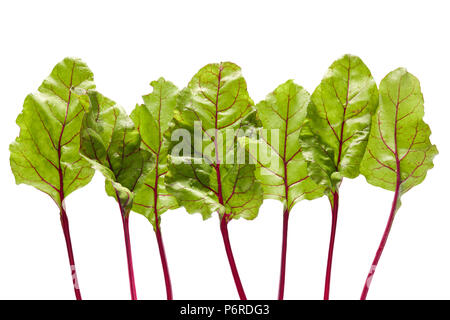 Frische organische Rote-bete-Blätter, auf weißem Hintergrund Stockfoto