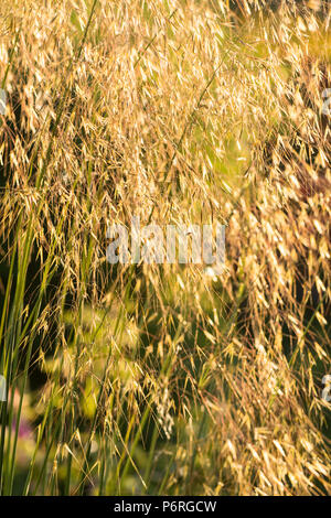 Stipa gigantea oder goldenen Hafer Gras mit Hintergrundbeleuchtung am Abend die Sonne ganz nah Stockfoto