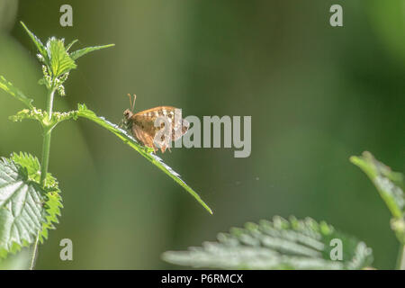 Hauhechelbläuling Butterfly (UK) auf einem nesselblatt. Der Schmetterling hat eine gebrochene Flügel. Stockfoto