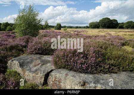 Lila Heidekraut, der aus dem Felsen auf Shipley Glen, Baildon, West Yorkshire. Stockfoto