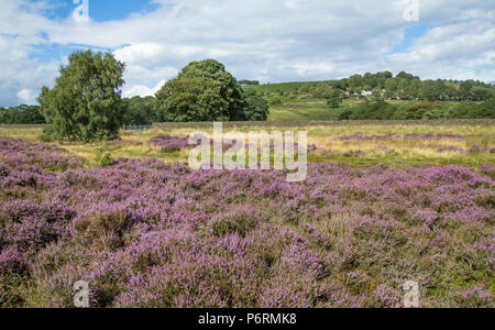 Lila Heidekraut auf Shipley Glen, Baildon, West Yorkshire. Stockfoto