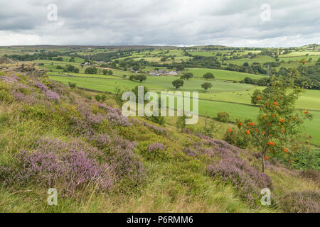 Lila Heidekraut auf Baildon Moor, Yorkshire, Großbritannien Stockfoto