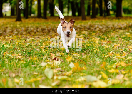 Glücklicher Hund Wandern und Spielen im Herbst (Herbst) Park auf bunte Blätter Stockfoto