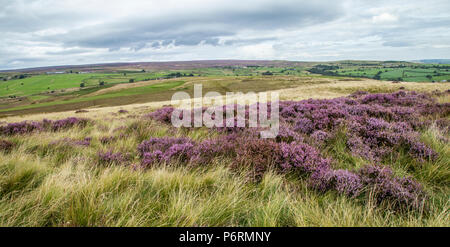 Eine Masse von lila Heidekraut auf Baildon Moor, Yorkshire, England. Stockfoto