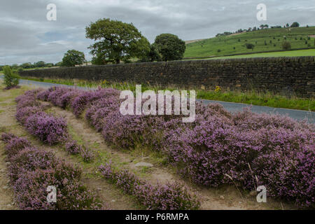 Lila Heidekraut auf Shipley Glen, Baildon, West Yorkshire. Stockfoto