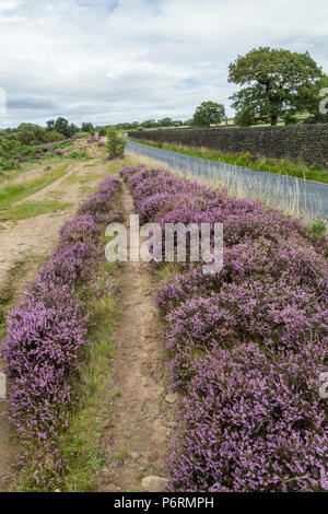 Lila Heidekraut auf Shipley Glen, Baildon, West Yorkshire. Stockfoto