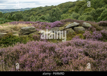 Lila Heidekraut auf Shipley Glen, Baildon, West Yorkshire. Stockfoto