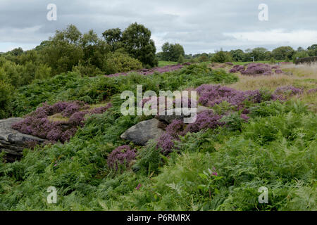 Lila Heidekraut und Adlerfarn auf Shipley Glen, Baildon, West Yorkshire. Stockfoto