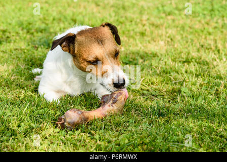 Dog licking doggy Bone liegend auf grünem Gras Stockfoto